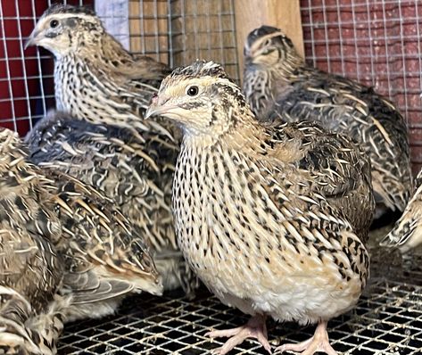 Raising Quail for Food - Happy Wife Acres Chickens For Eggs, Raising Quail, Buy Land, Raise Chickens, Quails, Egg Production, Rabbit Cage, Quail Eggs, Fresh Meat