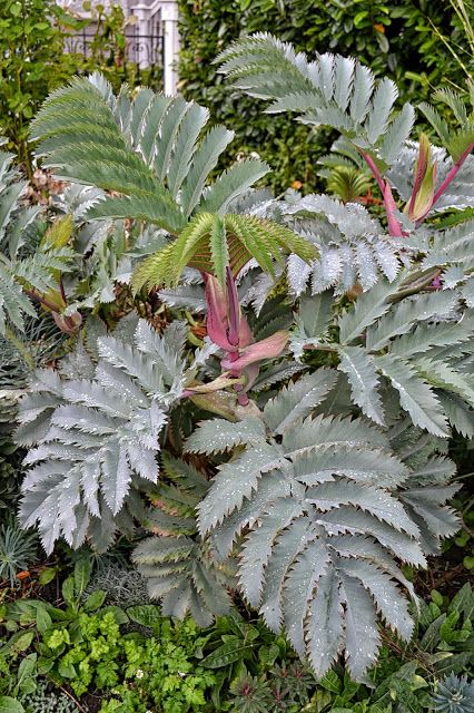 The Outlaw Gardener: Melianthus major 'Antonow's Blue' My Favorte Plant in the Garden This Week. Melianthus Major, Big Leaf Plants, Houston Garden, Architectural Plants, Goth Garden, Shade Garden Plants, Jungle Gardens, The Outlaw, Victorian Garden