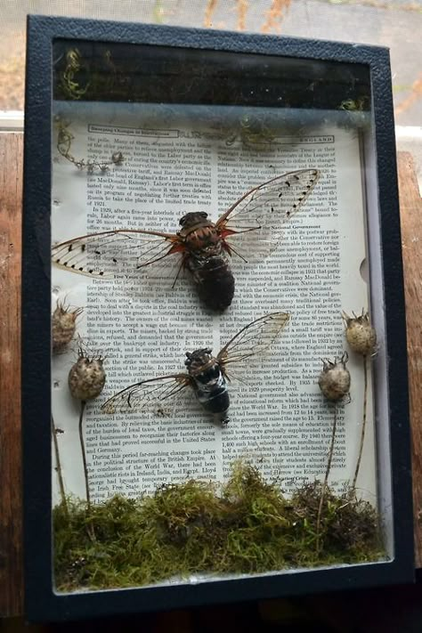 cicada display Preserved Insect Art, Bug Taxidermy Diy, Bug Shadow Box Insects, Taxidermy Shadow Boxes, Bug Display Diy, Bone Shadow Box, Insect Shadow Boxes, Nature Shadow Box Ideas, Insect Display