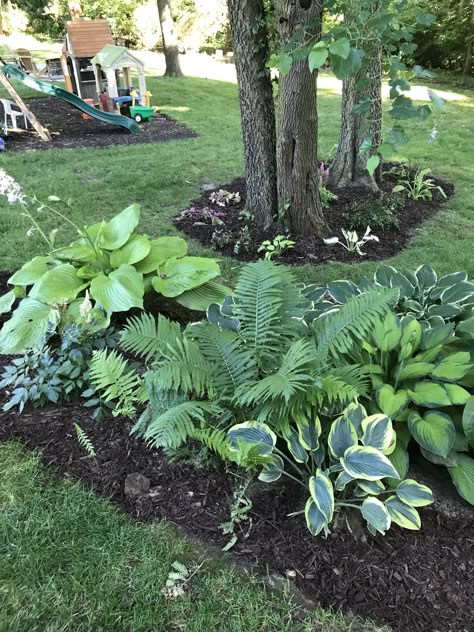 Hostas, fern, astilbe shade garden Astilbe Shade Garden, Hosta Fern Garden, Fern And Hosta Landscaping, Fern Shade Garden, Ferns Landscaping Front Yards, Hosta Astilbe Garden, Hostas Around Tree, Hostas And Astilbe Landscaping, Ferns And Hostas Flower Beds