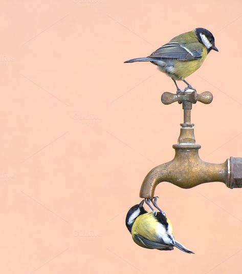 How to help birds with water? - The Great Outdoors Stack Exchange Birds Drinking Water, Winged Creatures, Conservation Art, Diy Bird Bath, Whatsapp Profile Picture, Water Background, Photo Background Images Hd, Diy Birds, How To Attract Birds