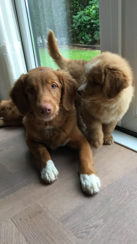 Golden Retriever Mix Puppies, Duck Toller, Golden Retriever Mix, Puppies And Kitties, Cute Animals Images, Chocolate Lab, Brown Dog, Puppy Breeds, Cute Dogs And Puppies