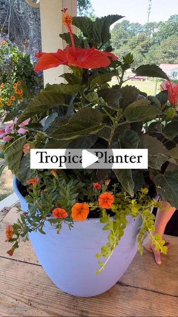 Needmore Farms | Gardening, DIY, and Recipes on Instagram: "Tropical Planter 🏝️ 🌺 

Planter recipe:
16” pot - you can use larger but not smaller 
1 2 gallon Tropical Hibiscus
2 4” Proven Winner Superbell Dreamsicle 
3 4” creeping Jenny (if you can’t find or don’t like creeping Jenny, replace with sweet potato vine) 
3 4” Hawaiian Sunset Sunpatiens 

This planter is great around the pool and loves the heat! ☀️ 

If you aren’t able to water as much or live in extremely hot/dry areas, like Texas and Arizona, replace sunpatiens with portulaca. 🌺

We planted this planter several weeks ago and it is thriving! If you feel like anything is being overcrowded, cut some of them back- but so far no issues. 

Don’t forget to use high- quality potting soil! 

#tropical #garden #gardening #tropicalpla Hibiscus Potting Ideas, Tropical Planter, Sweet Potato Vine, Planting Tips, Hawaiian Sunset, Creeping Jenny, Gardening Diy, Tropical Hibiscus, Farm Gardens