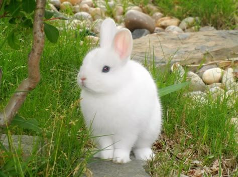 Bunnies - Leonardo DiHoprio (Leo) my dwarf bunny boy! <3 Bunny Boy, White Bunnies, Rabbit Photos, Cute Bunny Pictures, Pet Bunny, Bunny Pictures, Super Cute Animals, Pretty Animals