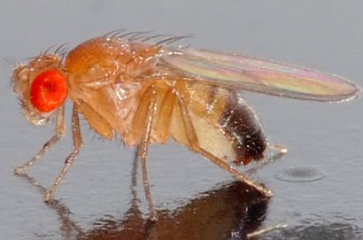 Fruit fly Fruit Photography Ideas, Drosophila Melanogaster, Spider Repellent, Sensory Organs, Sea Squirts, Fly Control, Quantum Computing, Fruit Fly, Ap Biology