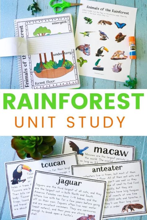 The Best Rainforest Activities for Kids. Rainforest Lesson Plans printables are perfect for preschool and Kindergarten to learn about rainforest animals and the habitats of the rainforest. Your kids will learn while engaging with their imagination and creativity as well. These Rainforest Lesson Plans are perfect for hands-on learning. Rainforest Printables are so much fun Rainforest Literacy Activities, Rainforest Activities For Kindergarten, Rainforest Science Activities, Rainforest Animals Printables, Rainforest Activities Preschool, Rainforest Activities For Kids, Rainforest Lesson Plans, Rainforest Preschool, Food Chain Activities