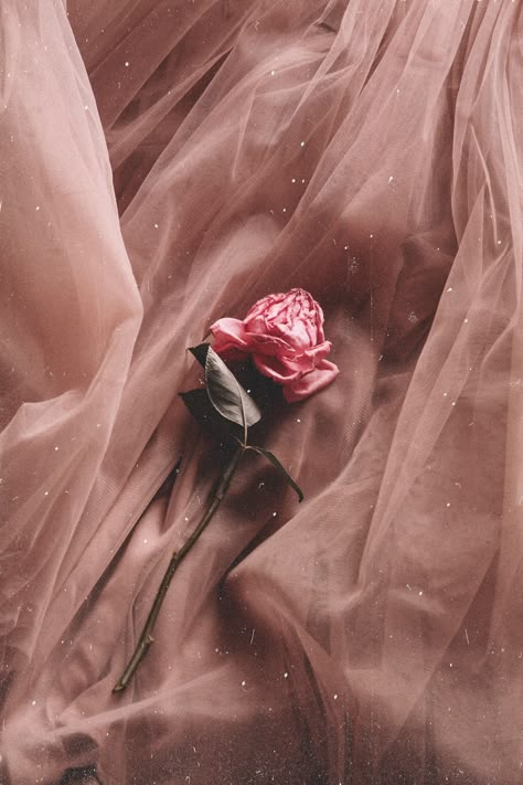 Rusty Pink Aesthetic, Gold Rose Aesthetic, Dusty Rose Aesthetic, Romance Academia, Tiktok Images, Lily Decor, Good Morning Coffee Cup, Pleasing Wallpapers, Old Rose Color