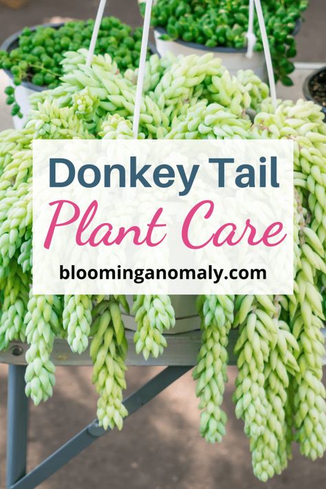 Burros Tail Succulent Care Monkeys Tail Plant, Donkey Tail Plant, Burrows Tail, Donkey Tail Succulent Care, Donkey Ears Succulent, Burros Tail, Burros Tail Succulent, Donkey Tail Succulent, Miniature Donkey Care