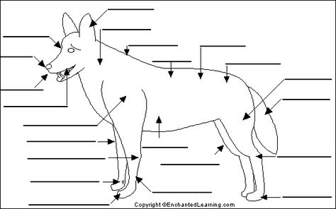 Dog external anatomy to label Dog Diagram, Vet Science, Vet Nursing, Agricultural Education, 4h Ideas, Hypoallergenic Dog Breed, Dog Training Tools, Vet Medicine, Dog Toys Indestructable