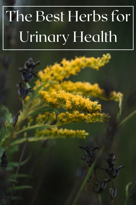 Ten of the best herbs for urinary system health! Natural Remedies for UTIs, Kidney and bladder health. Herbs For Urinary Health, Herbs For Bladder Health, Herbs For Kidney Health, Plant Remedies, Herb Medicine, The Urinary System, Medicine Recipes, Traditional Chinese Medicine Herbs, Medical Plants