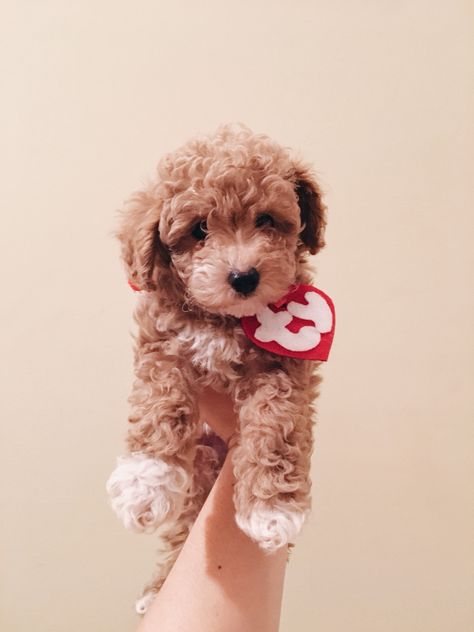 TY beanie baby Halloween dog costume Ty Pet Costume, Cute Small Dog Costumes, Cute Small Dog Halloween Costumes, Cute Pet Costumes, Diy Puppy Halloween Costume, Cute Puppy Halloween Costumes, Pomeranian Halloween Costume, Ty Halloween Costume, Ty Dog Costume