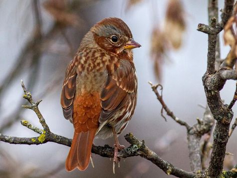 Cascade Mountains, Sparrows, Pretty Birds, Pacific Coast, The Birds, After Dark, Brown And Grey, North America, Photo Galleries