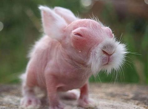 Naked, blind, and about the size of a jelly bean, a new-born wombat will stay in its mother's pouch for about 8 months before emerging into the world. Core Movements, Hairless Animals, Baby Wombat, Ugly Animals, Miyagi, Baby Bunnies, Kung Fu, Power Rangers, Beautiful Creatures