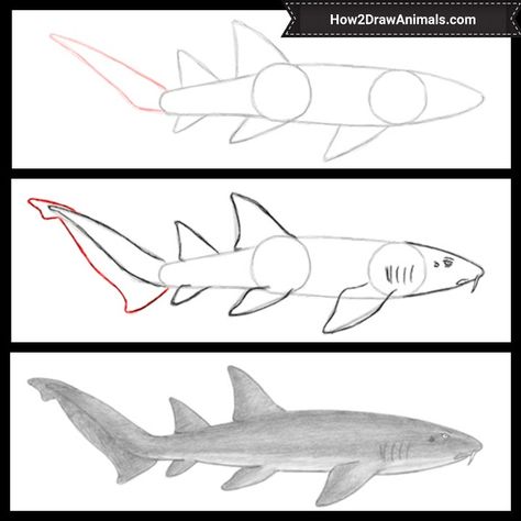 How to draw a nurse shark #howtodraw #animals #tiburon #shark Nurse Shark Drawing, How To Draw A Shark, Shark Video, Shark Nursery, Nurse Drawing, Nursery Drawings, Storyboard Examples, Whale Drawing, Storyboard Ideas