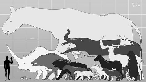 I couldn't find an image with size comparisons of different Cenozoic animals, so I made one myself So in this chart you'll find one average sized (male): Homo Sapiens (human) Indricotherium (Parace... Prehistoric Mammals, Dead Animals, Prehistoric World, Comparison Chart, Dire Wolf, Ancient Animals, Prehistoric Art, Paleo Art, Extinct Animals