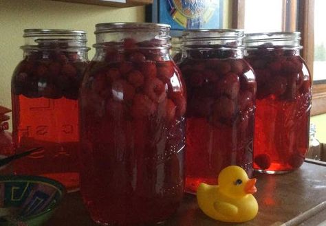 Alison's Cran-Raspberry Juice! Fresh Cranberry Juice Recipe, Canning Cranberry Juice, Canning Cranberry, Cranberry Grape Juice, Raspberry Juice, Water Bath Canning Recipes, Canned Cranberries, Canning Kitchen, Canning Fruit