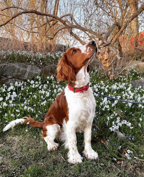 Cocker Spaniel Puppies Aesthetic, Welsh Springer Spaniel Puppies, French Brittany Spaniel Puppy, Britney Spaniel, Brittany Spaniel Aesthetic, Springer Spaniel Puppy, Brittany Spaniel Dogs, British Dog, Welsh Springer Spaniel