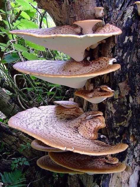 BRACKET FUNGI ON TREE Dryads Saddle, Polypore Mushrooms, Mushrooms Growing, Mushroom Cottage, Lichen Moss, Mushroom Pictures, Fall Forest, Plant Fungus, Slime Mould