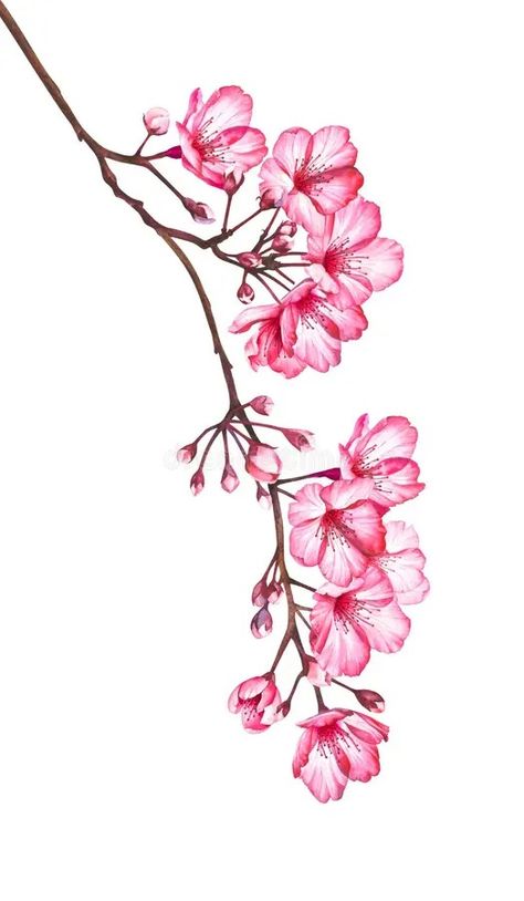 Illustration about Cherry blossom branch isolated on white background. Watercolor hand drawn illustration of sakura flowers. Illustration of drawn, card, botanical - 152463151 Sakura Illustration, Pink Moth, Branch Drawing, Japanese Cherry Tree, Cherry Blossoms Illustration, Sakura Flowers, Blossom Branch, Garden Illustration, Moth Orchid