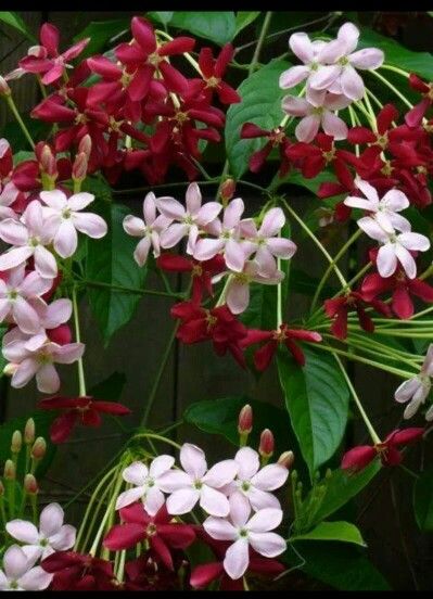 #flowers Madhu Malti Flower, Rangoon Creeper, Drunken Sailor, Acid Loving Plants, Fantasy Flowers, Organic Mulch, Fragrant Plant, Flowering Vines, Lil Wayne