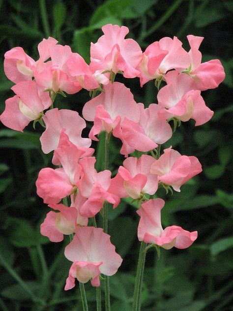 Sweet peas https://www.facebook.com/flowersmeltmyheart/photos/a.108315836379555/418532842024518/?type=3&theater Sweet Pea Seeds, Sweet Pea Flowers, Pea Flower, Diy Wedding Flowers, Sweet Peas, Wholesale Flowers, Flower Farm, Flower Images, Delicate Flower