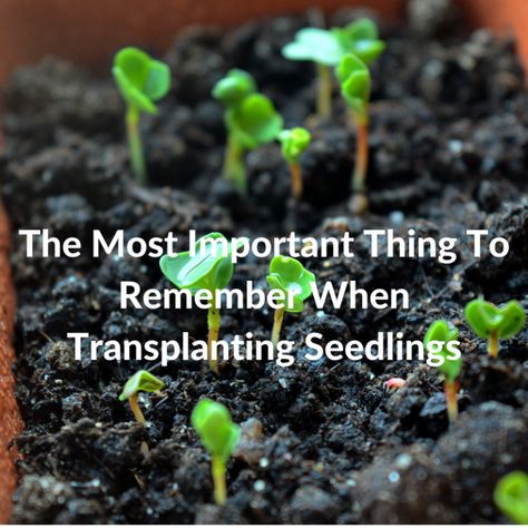 The Most Important Thing To Remember When Transplanting Seedlings | Growing Guides When To Transplant Seedlings, Transplanting Seedlings, Seed Growing, Growing Seedlings, Raised Gardens, Patio Gardens, Flower Seedlings, Bucket Gardening, Bloom Where Youre Planted