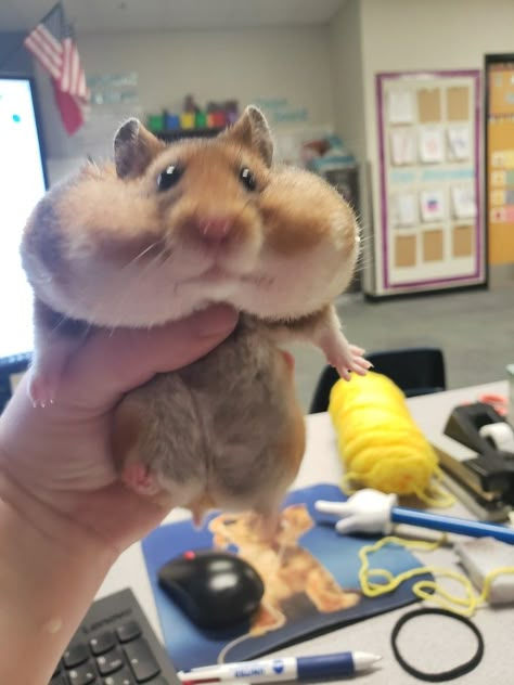 Cute Animals Hamster, Flat Hamster, Pookie Hamsters, Hamster Banana, Chunky Hamster, Goofy Hamster, Fat Hamster, Teddy Bear Hamster, Full Cheeks