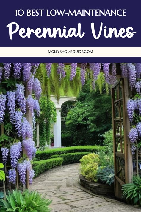 Discover the best perennial vines to add year-round interest to your garden. Explore a variety of climbing plants such as Sweet Autumn Clematis and Trumpet Vine. Whether you're looking for fast-growing perennial flowering vines for full sun or unique types of vines for shady areas, these selections are sure to enhance your outdoor space. Find the perfect Perennial Flowering Vines that suit your garden landscape and bring beauty throughout the seasons. Fast Growing Flowering Vines, Carolina Jasmine Vine, Types Of Vines, Perennial Flowering Vines, Fast Growing Flowers, Mandevilla Vine, Fast Growing Vines, Sweet Autumn Clematis, Jasmine Vine