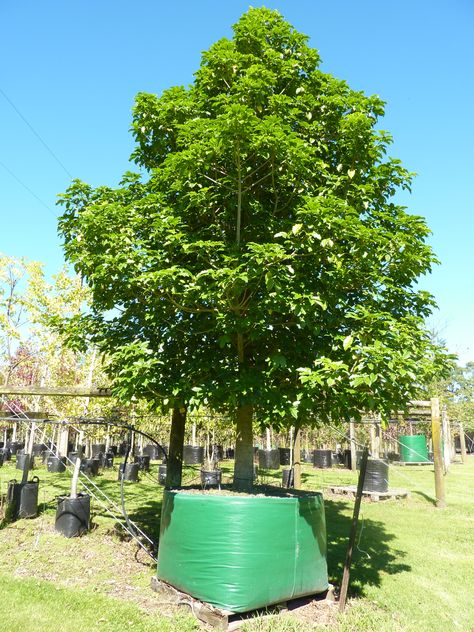 Shed Home, Container Size, Green Leaves, Landscape Design, Grapes, Green, Flowers, Plants