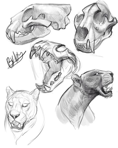 4,096 Likes, 9 Comments - Ester Conceicao (@tehchan_) on Instagram: “Here are some Panther studies I just did. Working on perspective + drawing a skull is not that…” Drawing A Skull, Feline Anatomy, Tiger Skull, Draw Tutorial, Skull Sketch, Cat Anatomy, Different Animals, Animal Study, Desenho Tattoo