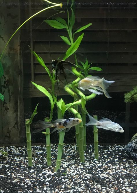 Lucky Bamboo Aquascape, Bamboo In Aquarium, Bamboo In Fish Tank, Lucky Bamboo Fish Tank, Zen Fish Tank Ideas, Lucky Bamboo Aquarium, Bamboo Betta Tank, Zen Fish Tank, Bamboo Fish Tank