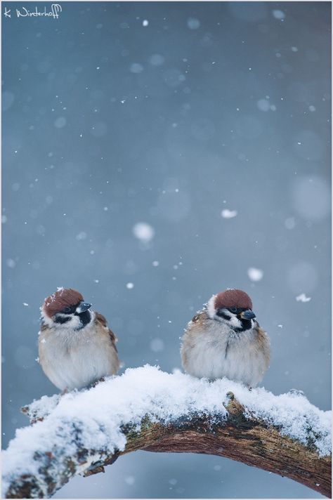 Snow was always fascinating me. Unlike to us, the snow is a major thread for birds. They have to find something to eat... I made this shoot yesterday while it was heavy snowing. Foto Macro, Birds Sitting, Winter's Tale, Winter Bird, Sparrows, Winter Scenery, Winter Beauty, Snow Scenes, Winter Wonder