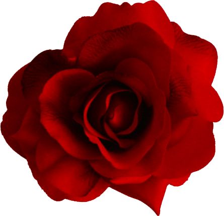 Red Rose Png, Red Wedding Invitations, Rosé Png, Birthday Roses, Image Stickers, Gothic Rose, One Rose, Flower Images, Free Pictures