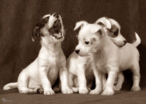 3 Puppies playing together Puppies Playing Together, Helping Dogs, Puppies Playing, Puppy Photography, Photography Animals, Friends 2, The Little Things In Life, Little Things In Life, Puppy Play