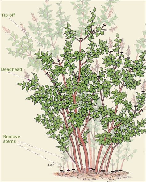 How to Prune Lilacs - FineGardening Mountain Garden, Syringa Vulgaris, Lilac Bushes, Lilac Tree, Garden Shrubs, Fine Gardening, Garden Maintenance, Garden Yard Ideas, Olive Garden