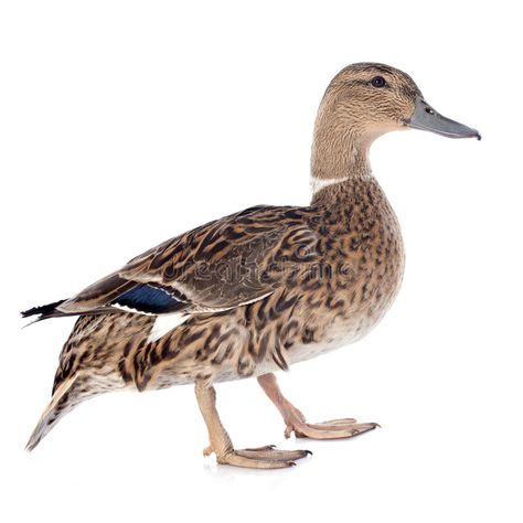 Female duck. In front of white background , #AD, #duck, #Female, #front, #background, #white #ad Female Duck, Pekin Duck, Black And White Photography Portraits, Perspective Photos, Wild Duck, Wooden Trunks, Bird Watercolor Paintings, Duck Art, Bird Carving