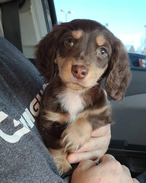 Chocolate And Cream Dachshund, Miniture Duchound, Mini Dash Hound, Mini Dauschaund Puppy, Mini Daschund, Weiner Dog Puppies, Chocolate Dachshund, Daschund Puppies, Dapple Dachshund