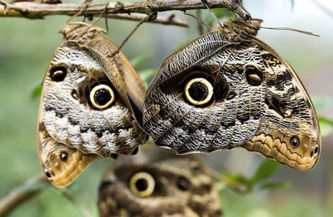 These guys have my creative senses tingling.    Owl Butterflies | 1Funny.com Owl Butterfly, Butterfly Gardens, Creepy Facts, Flying Flowers, Owl Eyes, A Bug's Life, Beautiful Bugs, Creepy Crawlies, Random Facts