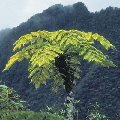 Rainforest Australia, Watercolor Dinosaurs, Australian Tree Fern, Africa Trees, Fern Tree, Australian Trees, Ferns Garden, Tree Fern, Fern Plant