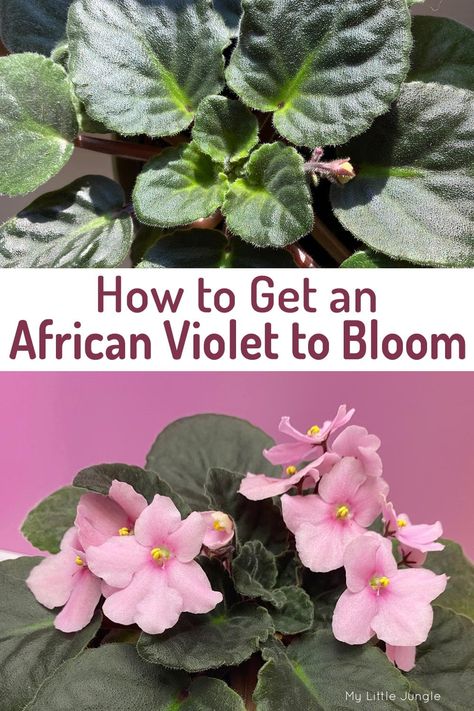 How to Get an African Violet to Bloom - My Little Jungle Home Made Fertilizer, African Violet Care, African Violet Pots, Christmas Cactus Plant, African Violets Plants, Violet Plant, Cottage Garden Plants, Inside Plants, Growing Plants Indoors