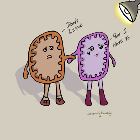 Chibi Comic of two mitochondria, one drawn as male and the other as female. Male mitochondrion is coloured in orange and the female mitochondrion is coloured in purple. They are holding hands. The male mitochondrion tells the female “Don’t leave”, the female mitochondrion replies “But I have to..” Mitochondria Aesthetic, Chibi Comic, Cute Comic, Science Art, Art Aesthetic, Cute Comics, Charlie Brown, Science, Comics