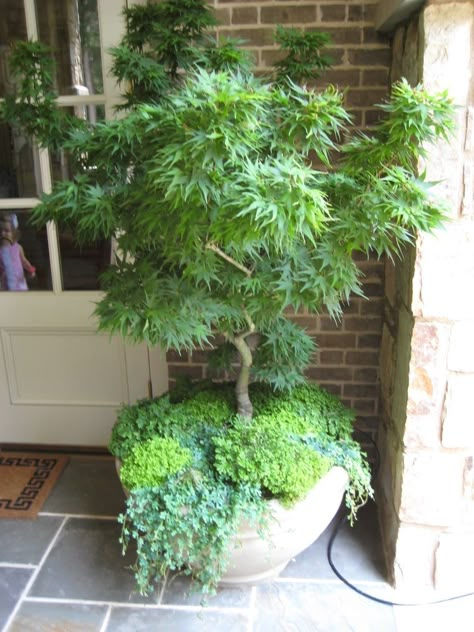 Japanese Maple Tree In Pot, Potted Maple Tree, Maple Tree In Pot, Japanese Maple In Pot Planters, Acer In Pot, Potted Japanese Maple Tree, Maple In Pot, Potted Vegetable Garden, Mikawa Yatsubusa