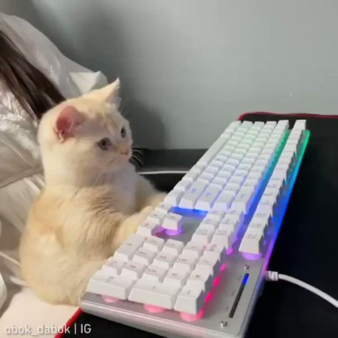 Meowed on Twitter: "NoobMeowster69 in reality #meowed #meowedofficial #TheMeowedClub From obok_dabok | IG… " Cat On Keyboard, Cat Computer, Cat Gaming, Gamer Cat, Gaming Aesthetic, Grunge Pictures, Kitty Games, Cat Icon, Kawaii Cat