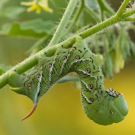 Tomato Hornworm Control | Planet Natural Tomato Worms, Soybeans Plant, Tomato Problems, Tomato Potato, Tomato Hornworm, Tomato Growers, Tomato Growing, Growing Organic Tomatoes, Tomato Seedlings