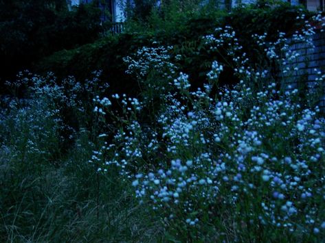 Dark Blue Cottagecore, The 100 Aesthetic, Photography Culture, Twilight Dr, Twilight Core, Twilight Vibes, Twilight Aesthetic, Dark Naturalism, Dark Blue Flowers