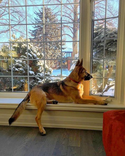 GSD Corner® on Instagram: “Relaxing😌❤ ➖ Tag a friend who needs to see this cutie! ❤ ➖ Don't forget to follow us for daily dose of GSD cuteness! ☑🤗😍 ➖ 📷 Photo by 👉…” Puppy Stages, Every Dog Breed, Dog German, Scary Dogs, Gsd Puppies, Family Dog, Dog Shedding, Big Dog, Perfect Family