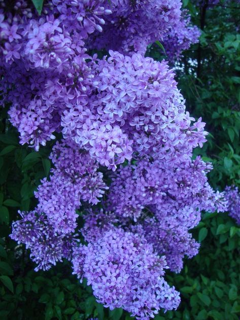 Lilac Syringa, Common Lilac, Syringa Vulgaris, Lilac Bushes, Blue And Purple Flowers, Rock Garden Landscaping, Backyard Garden Design, Lilac Flowers, Exotic Flowers