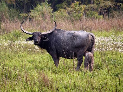 Indian Wild Buffalo Wild Buffalo, Spotted Deer, India For Kids, Giant Animals, Dense Forest, Wild Waters, Bull Cow, Indian Elephant, Mountain Goat