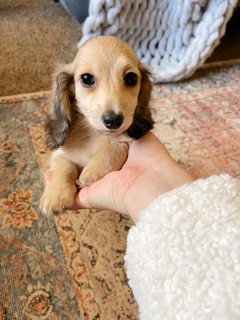 Shaded cream puppy Shaded Cream Dachshund, Shaded Cream Mini Dachshund, Cream Mini Dachshund, Chiweenie Puppies, Cream Dachshund, Dream Pet, Baby Dachshund, Weiner Dogs, Dream Dog