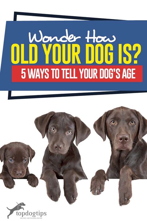 Old A, Dog Ages, Dog Tips, Dog Care Tips, Dog Eyes, Rescue Dog, Food Choices, Christmas Coloring, Dog Teeth